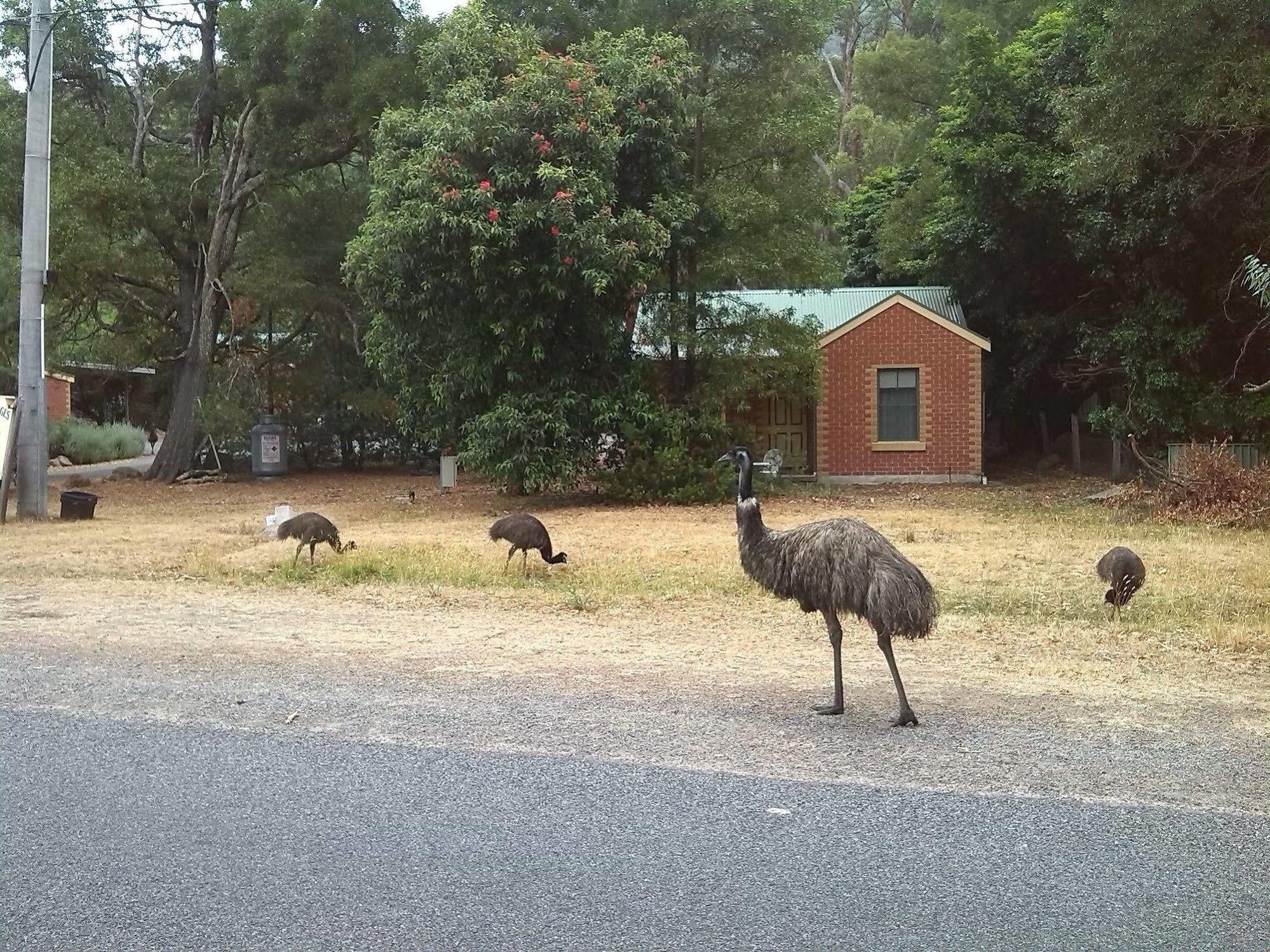Heatherlie Cottages Halls Gap Εξωτερικό φωτογραφία